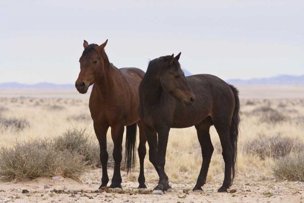 Namibia, Garub Two feral horses